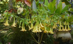 Container Gardening & Tropicals